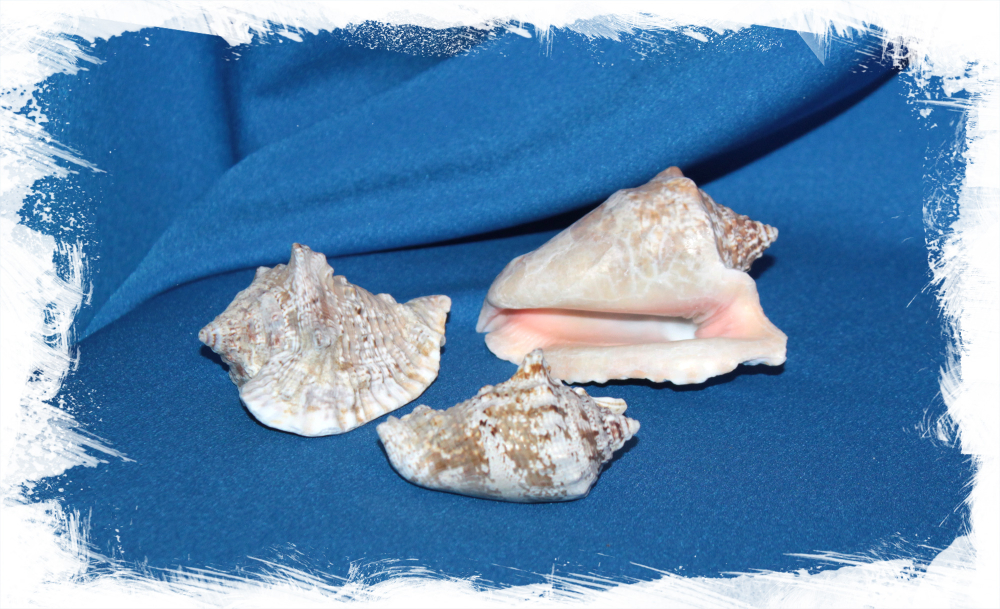 Ракушка Лягушачий стромбус, Strombus raninus для декора