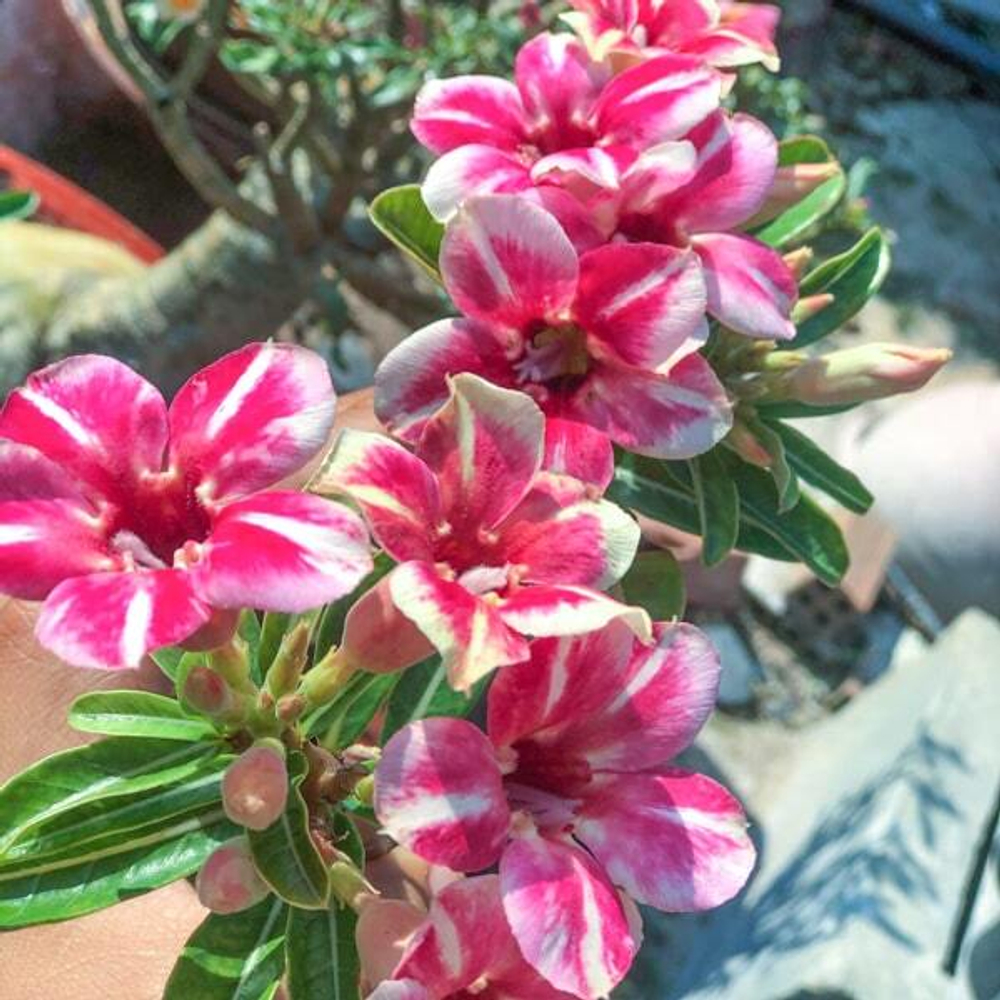 Адениум обесум 170 Mai Đào