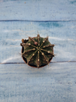Gymnocalycium Friedrichii (Гимнокалициум)