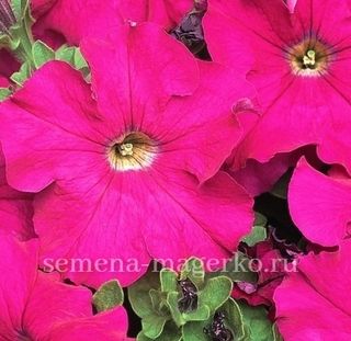 Петуния крупноцветковая  Игл Пинк  F1 100 драже