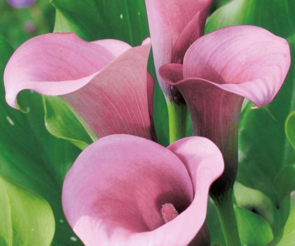 Калла розовая