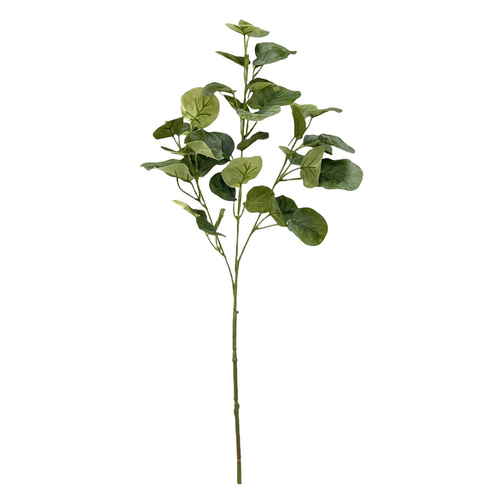 Эвкалипт популус сизый ветка 75 см.