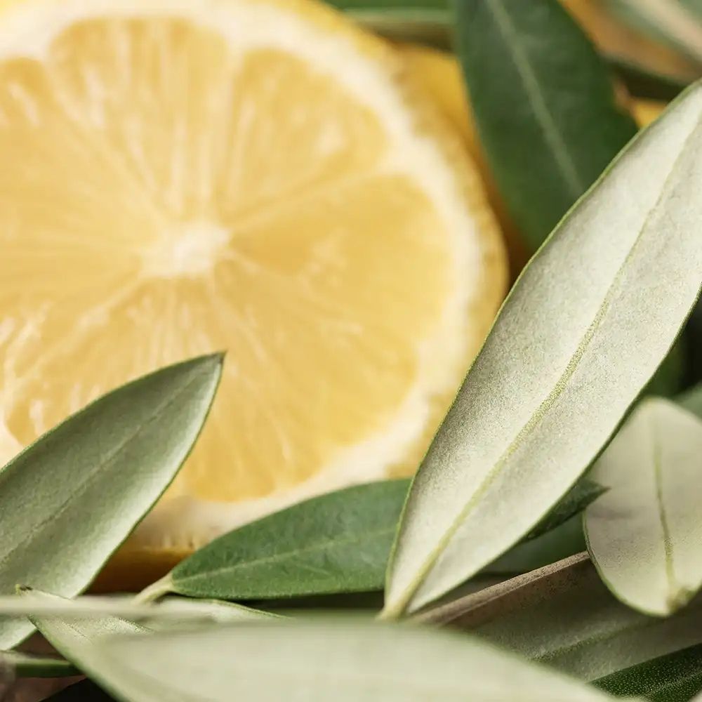 Лист оливы и цитрон (Olive Leaf and Citron)
