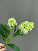 Скимия белая (h58 см)