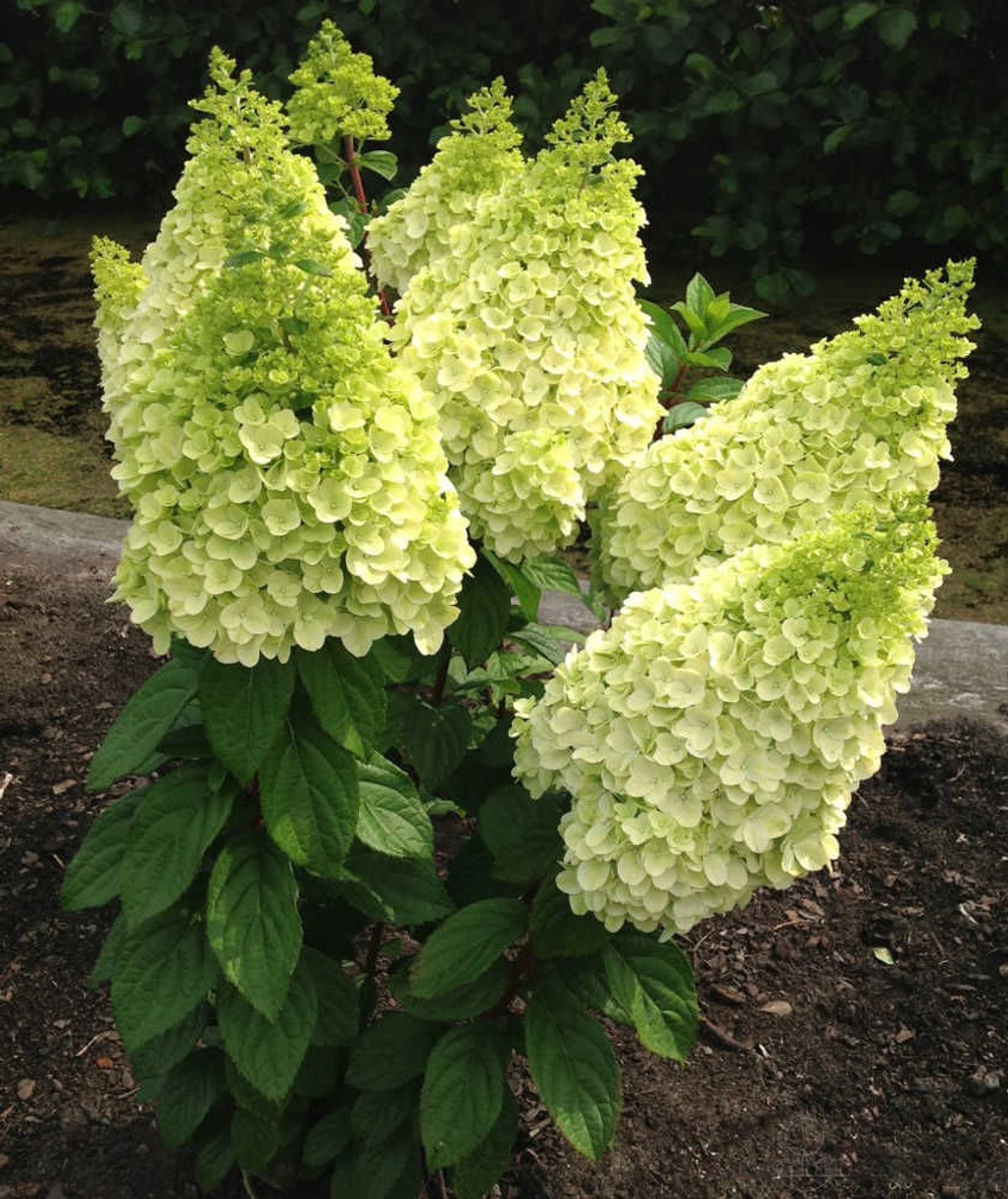 Гортензия метельчатая Мэджикал Килиманджаро (Hydrangea paniculata 'Magical Kilimanjaro')