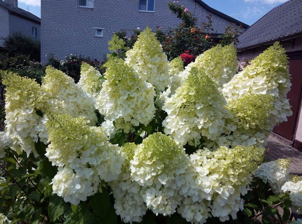 "Полярный Медведь" (Polar Bear) Метельчатая Гортензия Р9