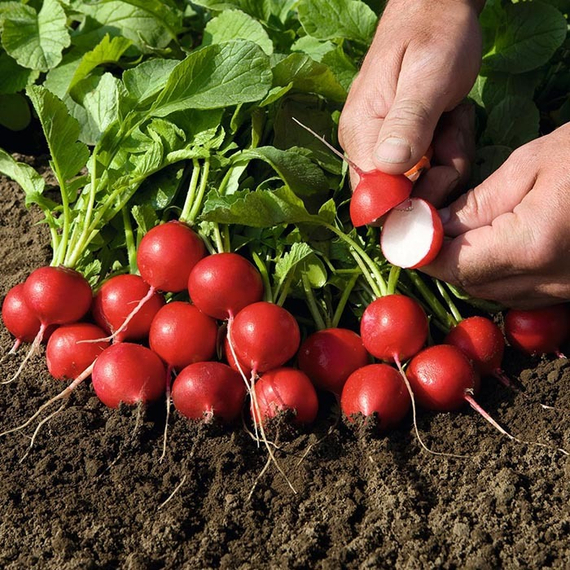 Рудольф семена редиса (Bejo / ALEXAGRO) культура – фото 2