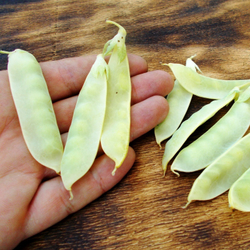 Горох Мангетоут Золотой - Mangetout Golden Peas