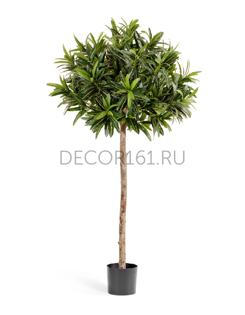 Кротон Голдфингер зонтичнный 150 см 2/2 10.37505N