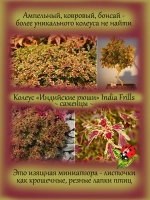 Колеус Индийские рюши Индиа Фриллс ампельный