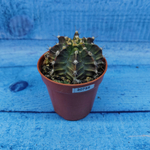 Gymnocalycium Friedrichii (Гимнокалициум)