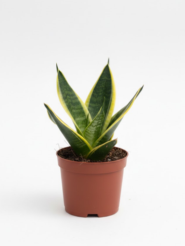 Суккуленты и кактусы