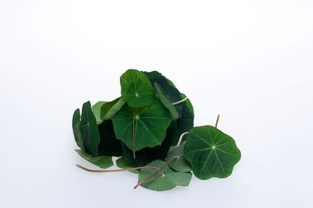 Микрозелень Настурция