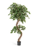Фикус Бенджамина Коркскрю 180 см 2/2 10.31406N