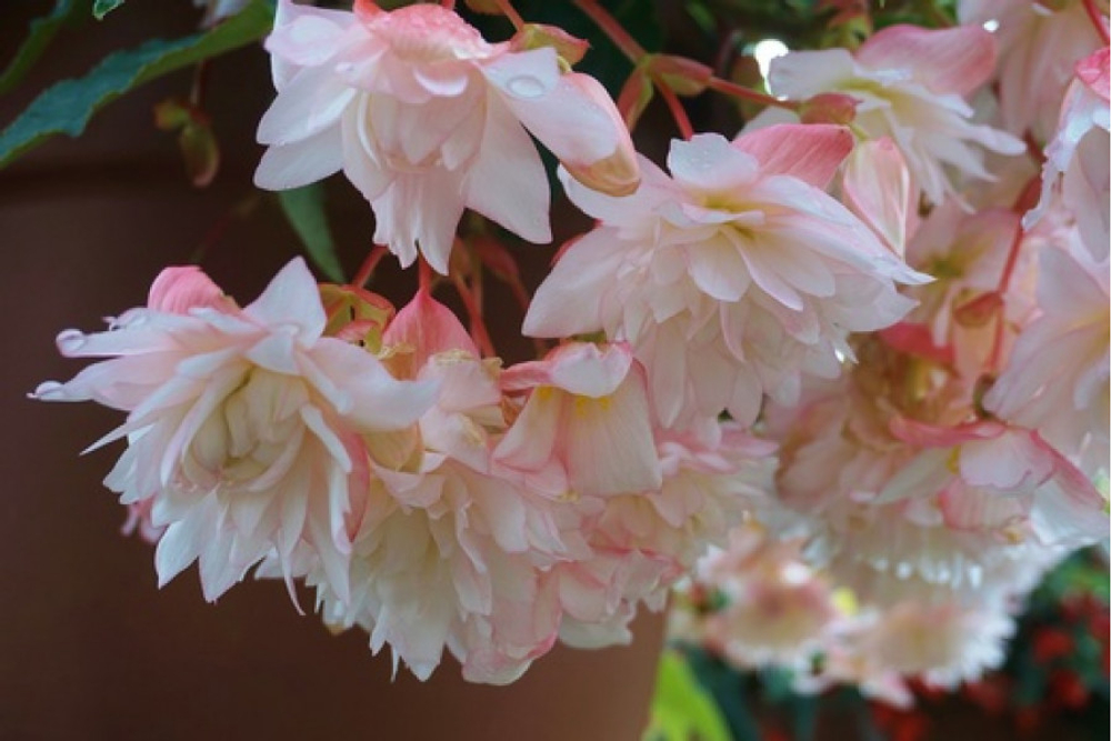 Бегония ампельная Belleconia Apricot Blush