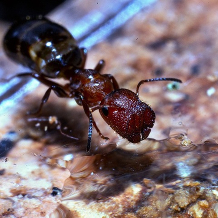 Муравьи Colobopsis truncatus (пробкоголовый муравей)