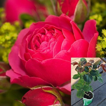 Роза Мэджик Рококо флорибунда, саженец с ЗКС.