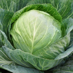 СЕКОМА F1 семена капусты белокочанной (Rijk Zwaan | Alexagro)