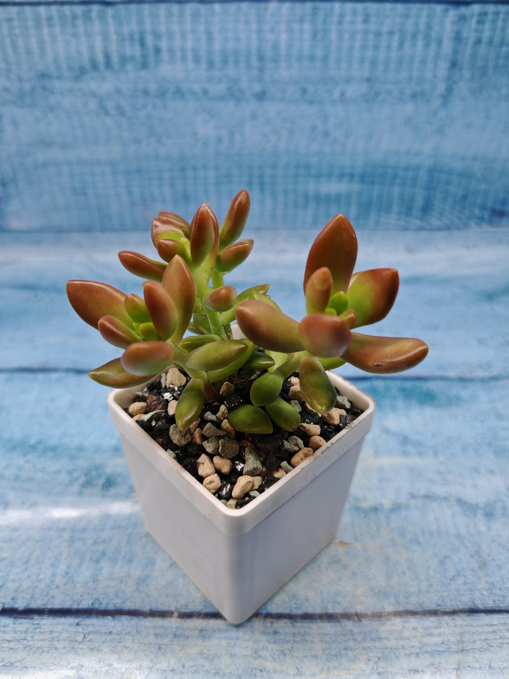 Sedum Nussbaumerianum (Седум)