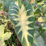 Колоказия KING OF CUP