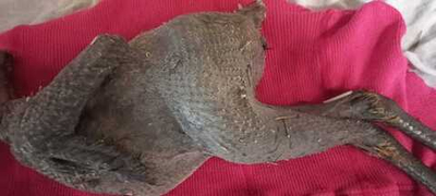 Петух Ухейилюй