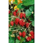 Семена Земляника Лесная сказка (УД) 0,05гр Е/П