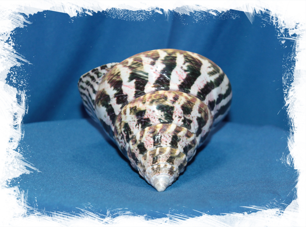 Нильский Трохус