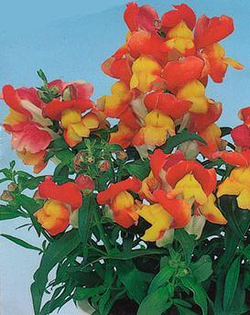 Львиный зев Флорал Шауэрс Эприкот Биколор (50шт) Витагрин Профи