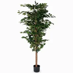 Фикус Бенжамина высота 180 см