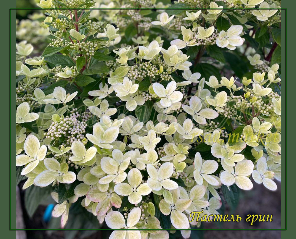 Гортензия метельчатая Пастель Грин- Пастельно- зелёный (Hydrangea paniculata `Pastelgreen`)