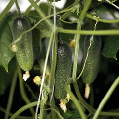 АДАМ F1 семена огурца (Bejo | Alexagro)