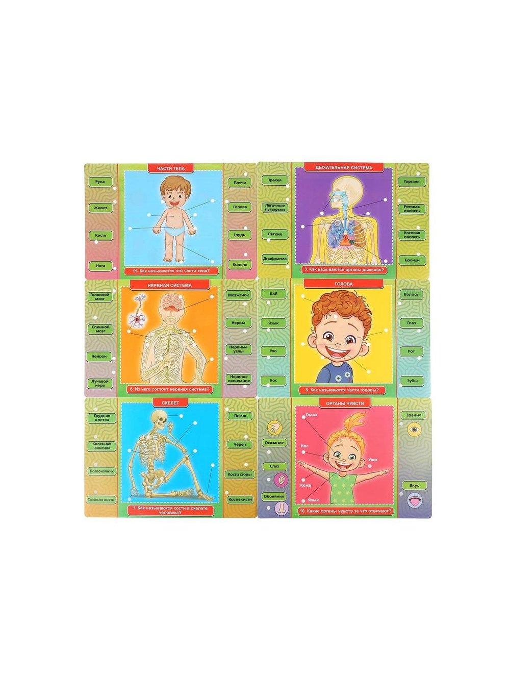 Электровикторина тело человека более 100 вопросов и ответов