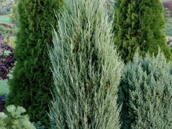 Можжевельник скальный Блю Эрроу Р9 60-90 см Закупка М62 апрель-май 2026