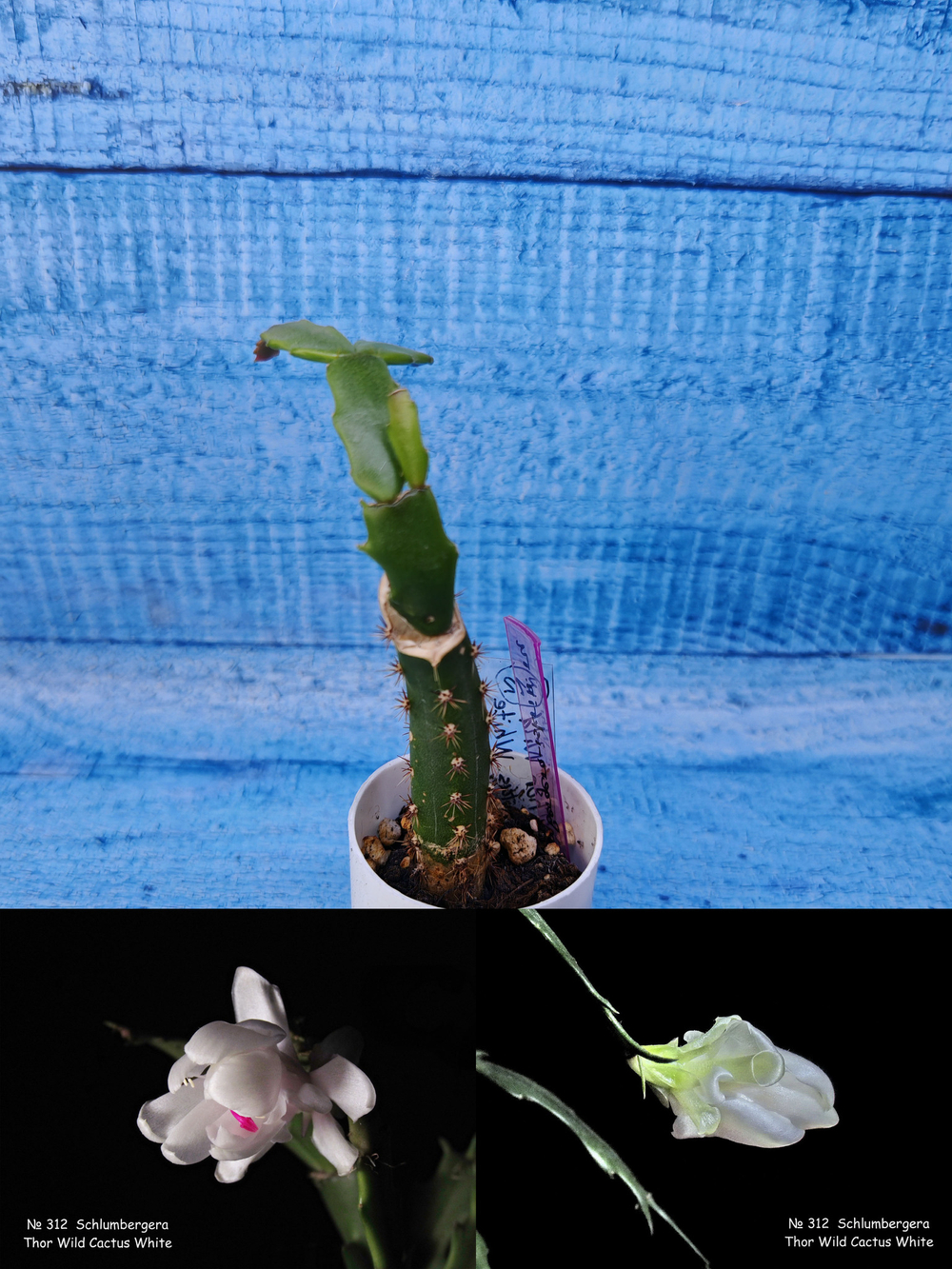 Schlumbergera cv. Thor Wild Cactus White (Шлюмбергера)