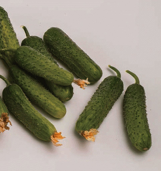 САТИНА F1 семена огурца Nunhems описание – фото 5