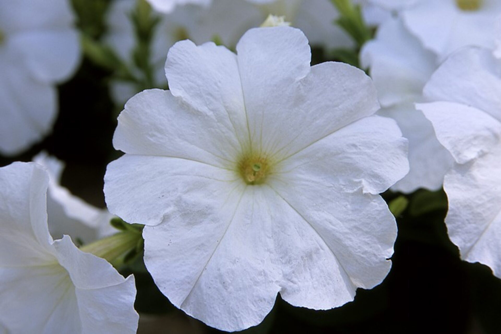 Петуния ампельная Трилоджи Вайт F1 (50др) Витагрин Профи