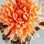 Цветок CRISANTEMA коралловый
