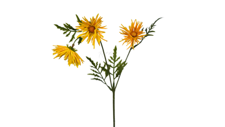 Хризантема Игольчатая small (3 соцветия) - Желтый