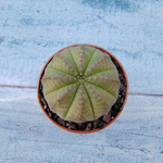 Euphoria Obesa (Эуфорбия)