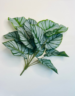 Куст Калатея Орбифолия