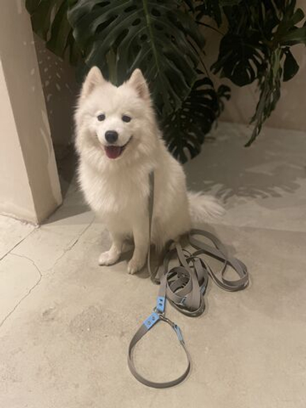 Перестёжка для собак из биотана 25 мм 7 м