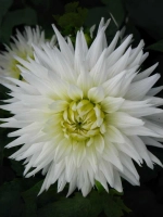 Георгин кактусовидный Май Лав