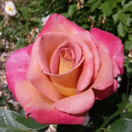 Мишель Дрюкер