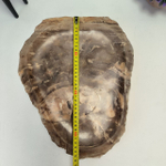 Набор из окаменелого дерева 4 предм Fossil Set NF-63074 поднос 29см*36см