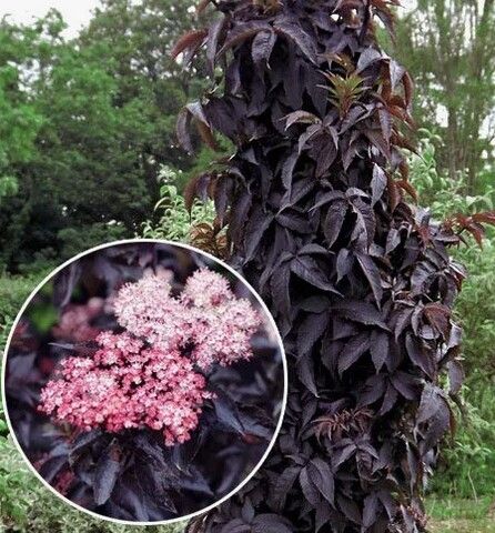 Бузина Блэк Тауэр