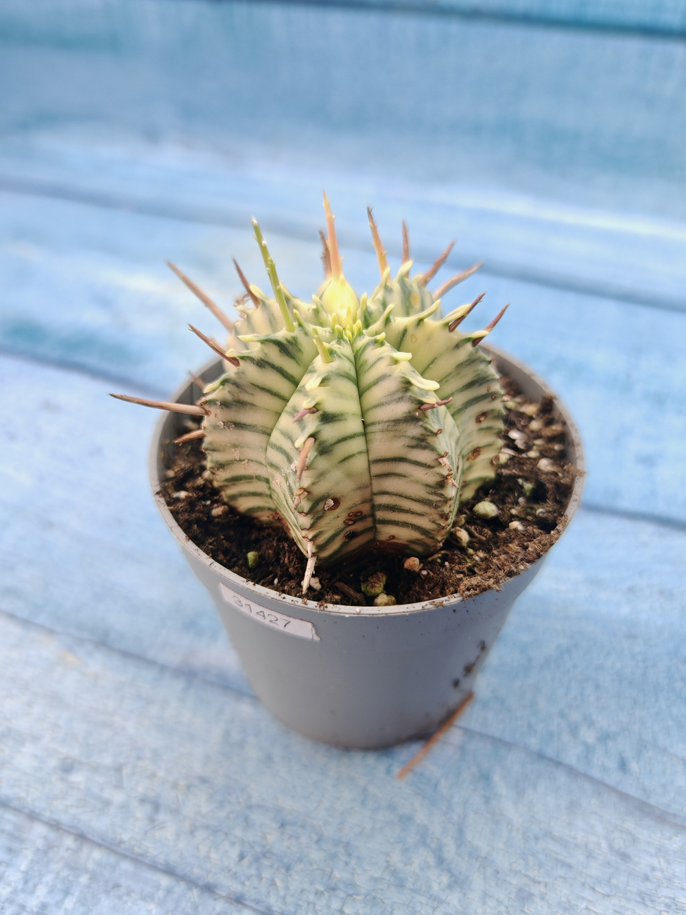 Euphorbia meloformis f. Variegated (Эуфорбия вариегатная)