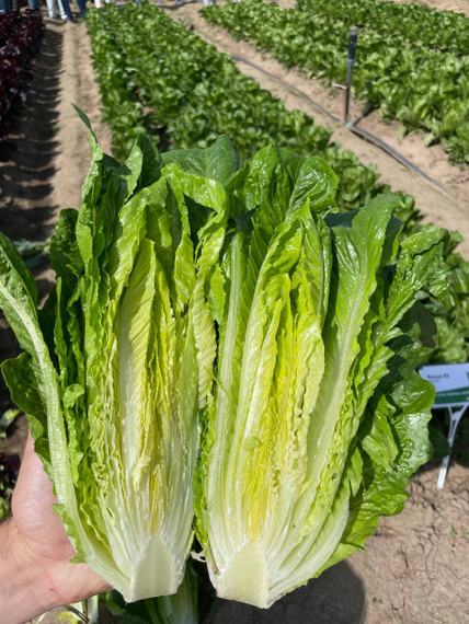 Кеона семена салата ромэн Rijk Zwaan-Райк Цваан зеленый – фото 6