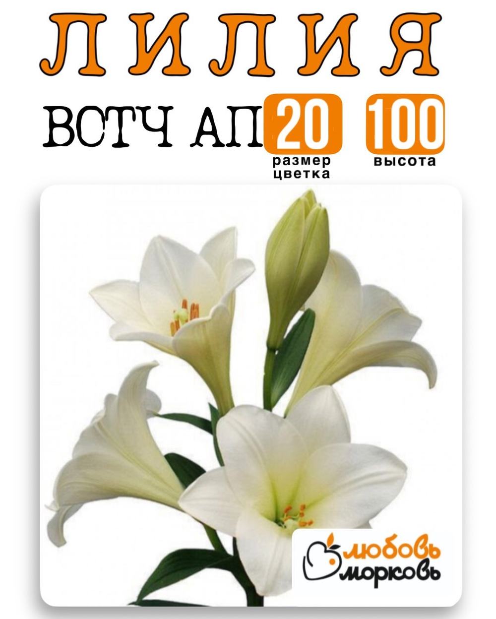 Лилия Луковица, Вотч Ап, гибридный, 1 шт