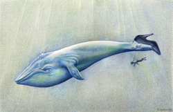 Пешков Р. В. Кит. Смешанная техника. Россия, 2012 г.