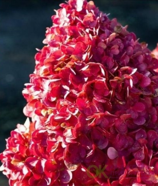 Гортензия метельчатая Пинк Энд Роуз (3/5 веток) Закупка М59 апрель 2026